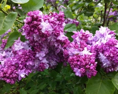 Сирень "Катерина Хавемейер"