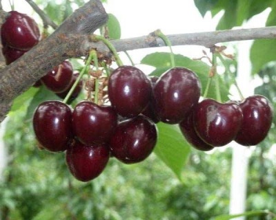 Черешня "Кордия"