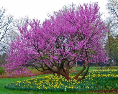 Церцис канадский