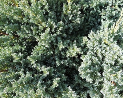 Можжевельник чешуйчатый "Блю Свид"