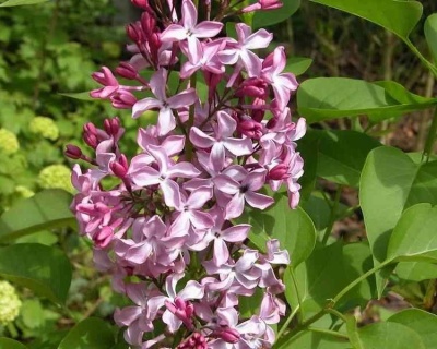 Сирень "Принцесса Стурдза"