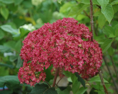 Гортензия древовидная "Белла Анна" (Bella Anna)