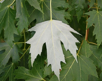 Клен Серебристый