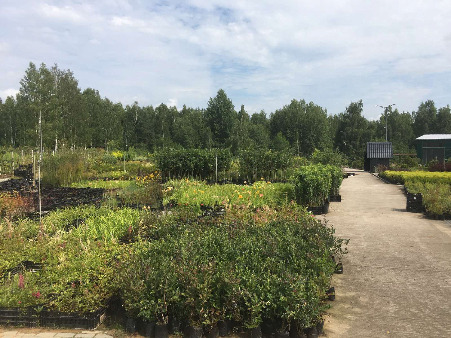 Питомник "ZelenSad"