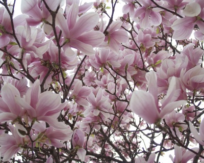 Магнолия "Хевен Сцент"