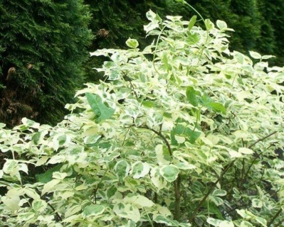 Чубушник "Вариегата"