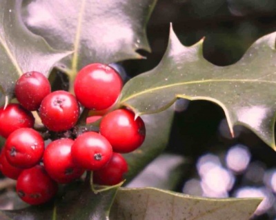 Падуб мезерва "Блю Ангел"