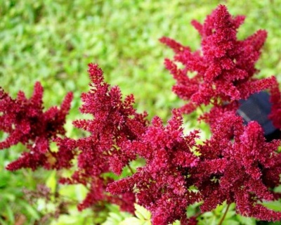 Астильба японская "Ред Сентинел"