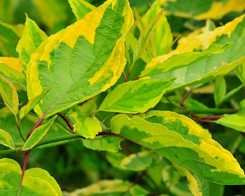 Дерен белый "Шпети" (Spaethii)