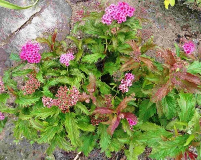 Спирея японская "Криспа"