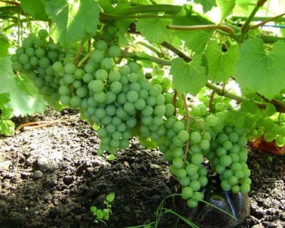 Виноград "Краса Севера (Ольга)"