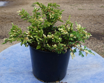 Можжевельник обыкновенный "Спотти Спредер"