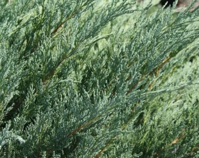 Можжевельник казацкий "Глаука"