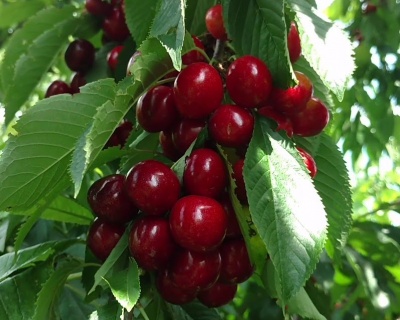 Черешня колоновидная "Хелена"