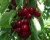 Черешня колоновидная "Хелена"