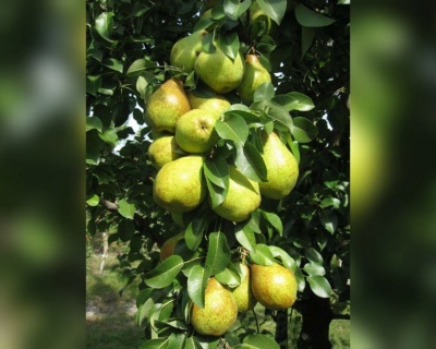 Груша колоновидная "Г-322"