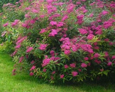 Спирея японская "Антони Ватерер"