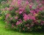 Спирея японская "Антони Ватерер"