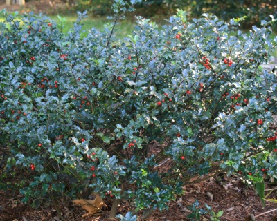 Падуб мезерва "Блю Ангел"