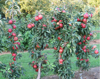 Колоновидная яблоня "Трайдент"