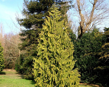 Кипарисовик Нутканский "Ауреа"