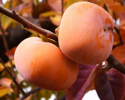 Хурма "Мидер"