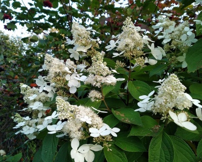 Гортензия метельчатая "Киушу" (Kyushu)