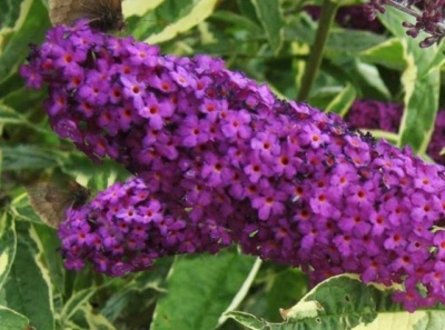 Буддлея Давида "Литтл Наггет" (Little Nugget)