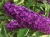 Буддлея Давида "Литтл Наггет" (Little Nugget)