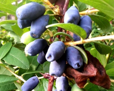 Жимолость "Изюминка"