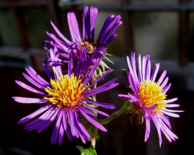 Астра новоанглийская "Марина Волконская"