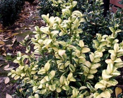 Самшит вечнозеленый «Ауреовариегата»