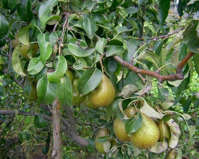 Груша "Бере Киевская"