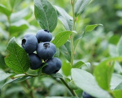 Голубика "Нортблю (Norhblue)"