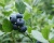 Голубика "Нортблю (Norhblue)"