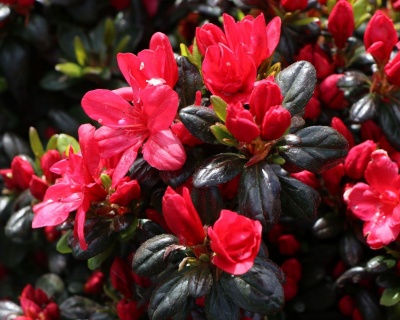 Азалия японская "Марушка"