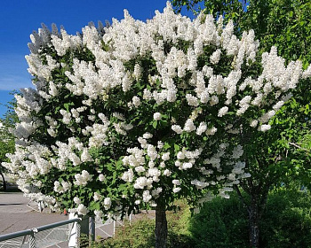 Сирень обыкновенная "Мадам Лемуан" (штамбовая форма)