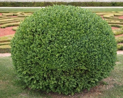 Самшит вечнозеленый «Ротундифолия»(Р-9)
