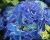 Гортензия крупнолистная "Фрипон" (Fripon)