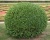 Самшит вечнозеленый «Ротундифолия»(Р-9)