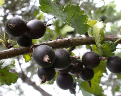 Йошта "Моро" (гибрид крыжовника и смородины)