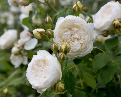 Пионовидная Роза «Клер Остин» 