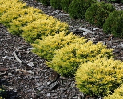 Можжевельник горизонтальный "Лаймглоу"