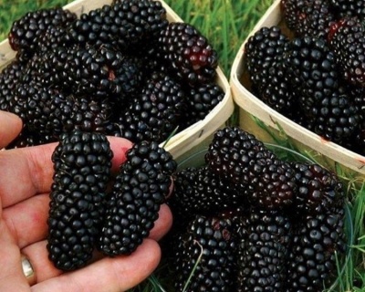 Шелковица "Шелли-150"