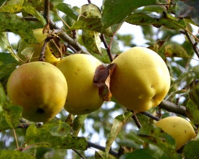 Яблоня колоновидная "Медок"