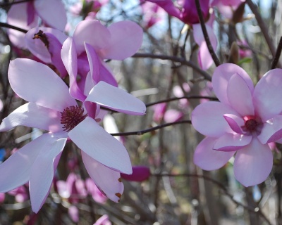 Магнолия "Леонард Мессель"