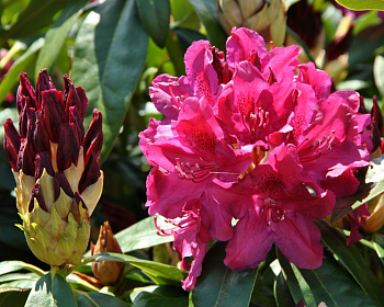 Рододендрон "Олд Порт"