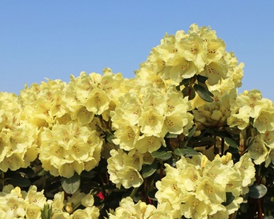 Рододендрон "Голдкрон"