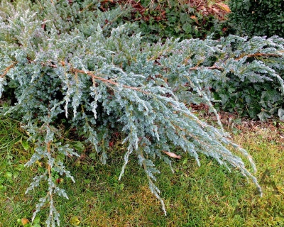 Можжевельник чешуйчатый "Мейери"