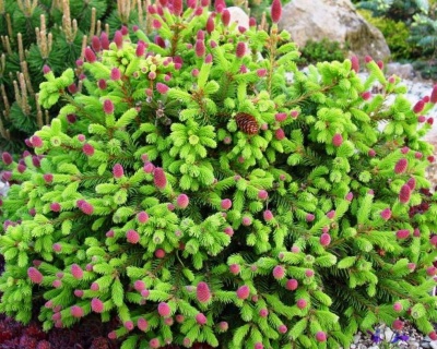 Ель обыкновенная "Пуш"